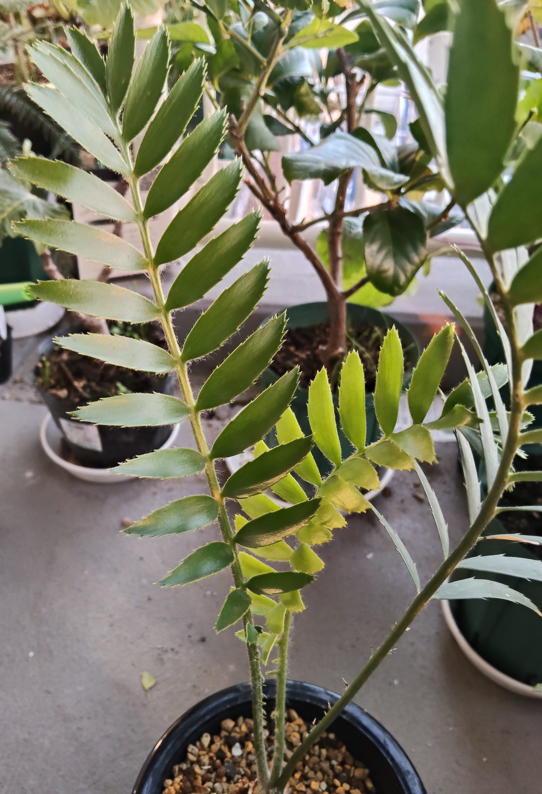 エンセファラルトス Encephalartos（エンセファラトス、エンケファ